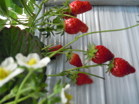 Gourmet Strawberry Kan Maeda