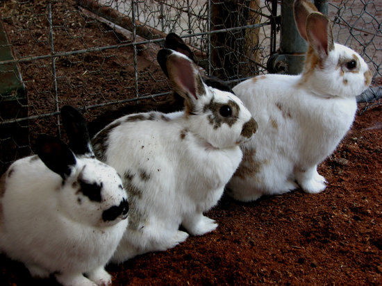Wonky Windmill Farm & Eco Park