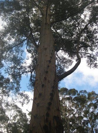 Dave Evans Bicentennial Tree