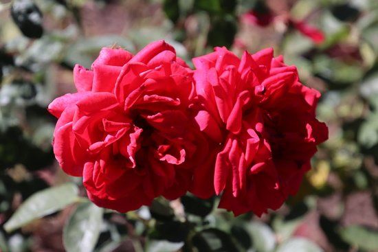 National Rose Gardens