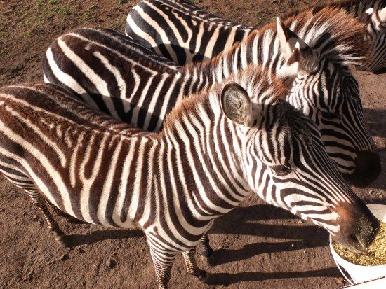 Zoodoo Wildlife Park