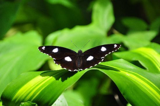 Australian Butterfly Sanctuary
