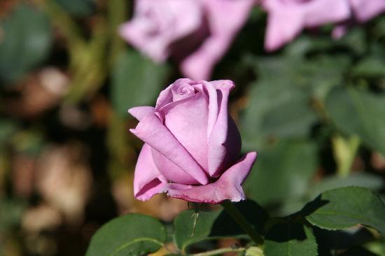 Colac Botanic Gardens