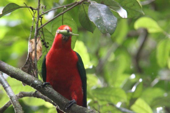 Daintree Mangroves Wildlife Sanctuary
