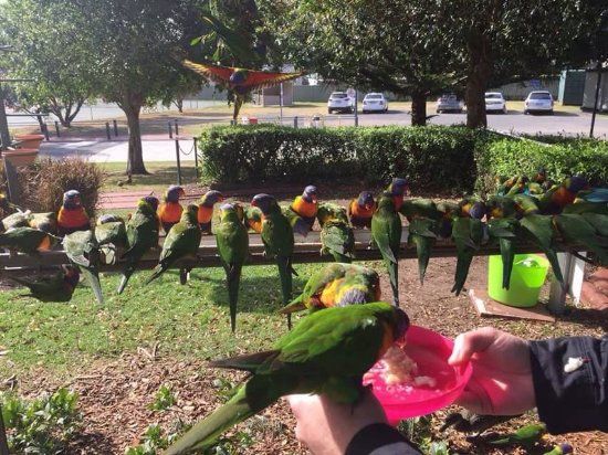 Feeding Wild Rainbow Lorrikeets