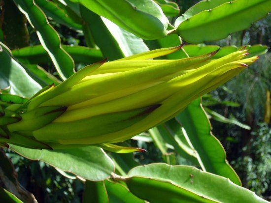 Red Fox Pittaya's Dragon Fruit Farm
