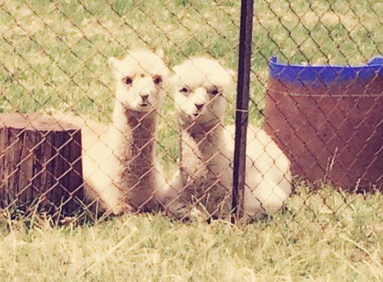 Swan Valley Cuddly Animal Farm