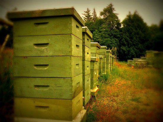 Tugwell Creek Honey Farm and Meadery