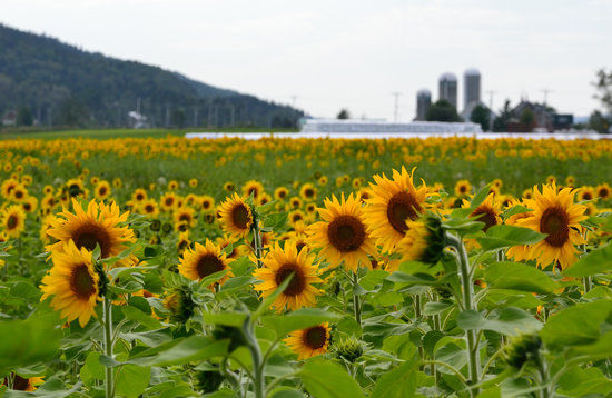 Ferme de Professeur Tournesol