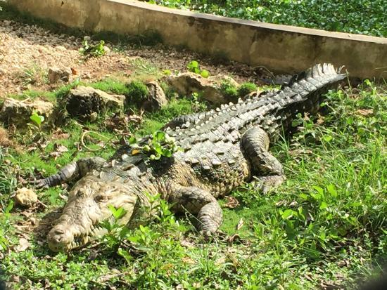 Jamaica Swamp Safari Village