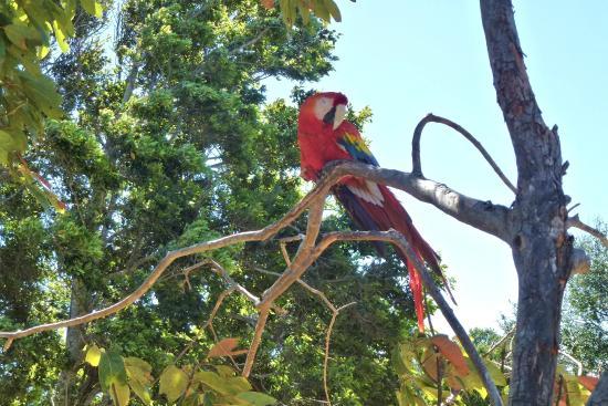 Jungla de Panama Wildlife Refuge