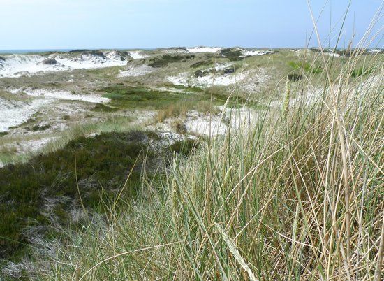 Strandmarken Dueodde
