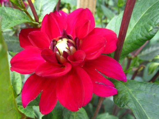 Ogrody botaniczne Uniwersytetu Łotewskiego