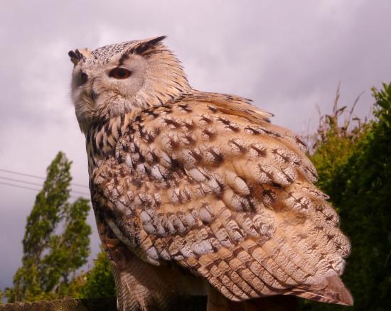 Liberty's Owl Raptor and Reptile Centre