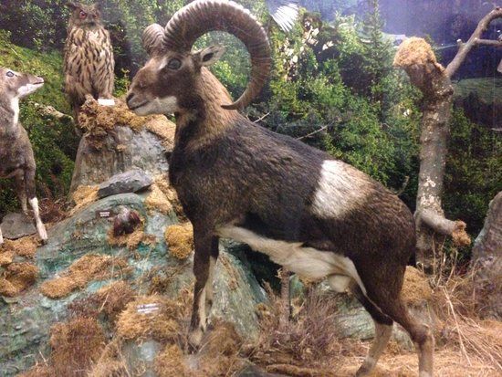 Musee Lecoq Natural History Museum