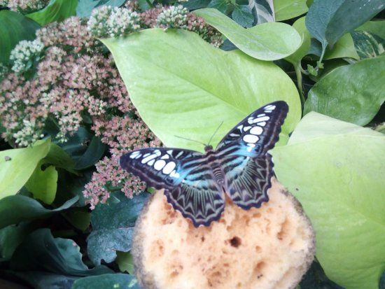 Garten der Schmetterlinge