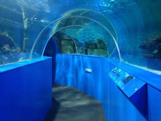 Blue Reef Aquarium Hastings