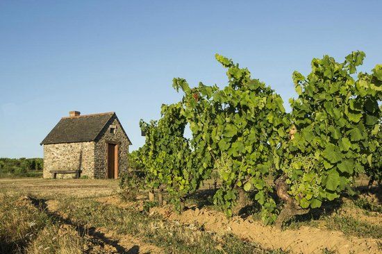 Musée de la Vigne et du Vin d'Anjou