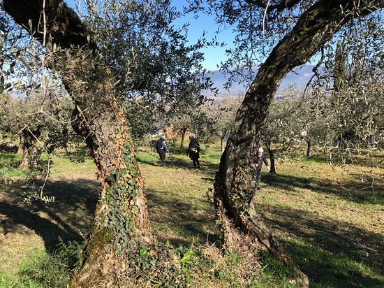 Azienda Agraria e Frantoio Ronci