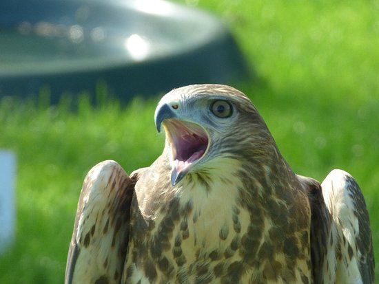 Falconry UK Thirsk Birds of Prey Centre