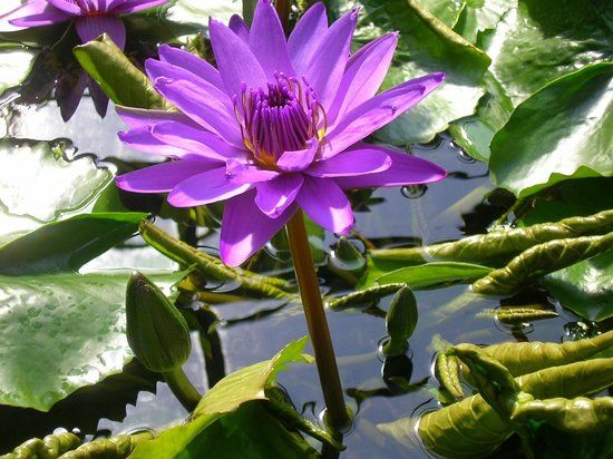 Botanische Gärten der Georg-August-Universität