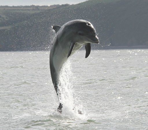 Dolphin Spotting Boat Trips