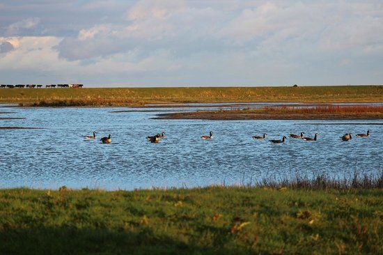RSPB Frampton Marsh
