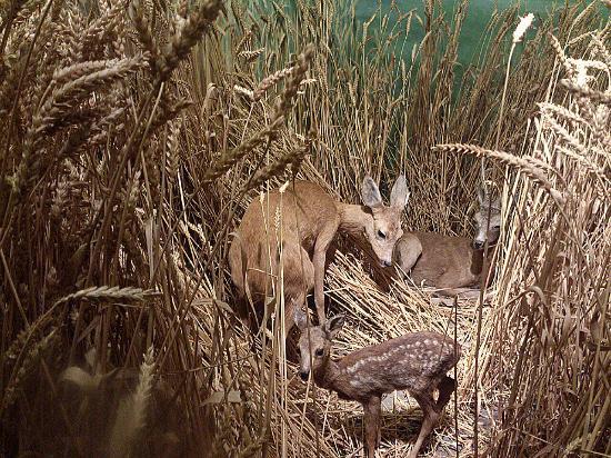 Naturhistorisches Museum