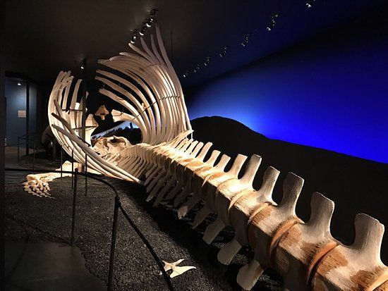 The Husavik Whale Museum