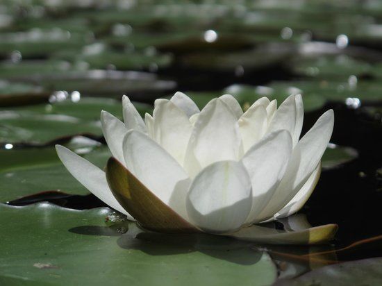 Botanical Garden Banska Stiavnica