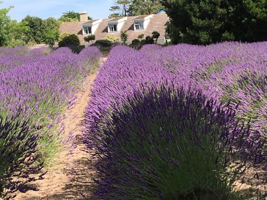 Jersey Lavender Farm