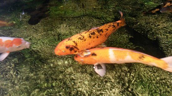 Latgale Zoological Garden