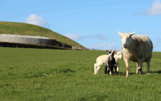 Newgrange Farm