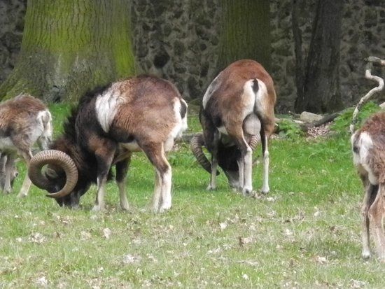 Wildgehege Moritzburg