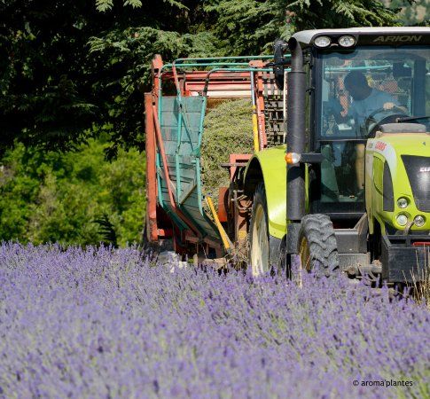 Aroma'Plantes Distillerie