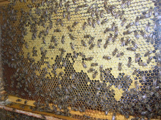 Municipal and Beekeeping Museum