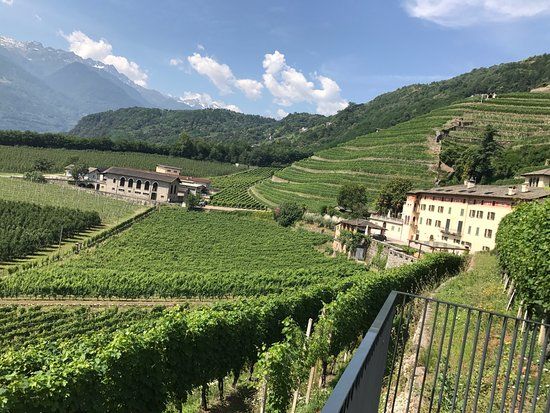 Winiarnia Tenuta La Gatta