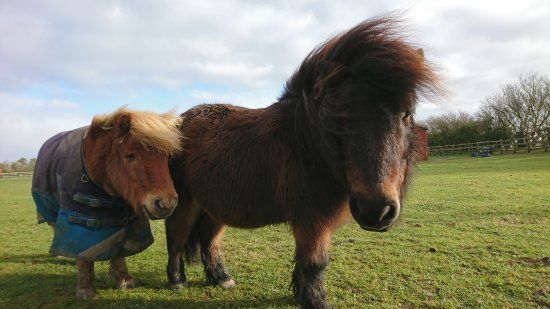 Redwings Horse Sanctuary