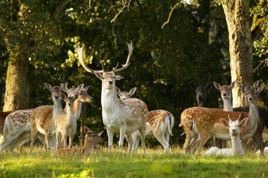 Wild Park Castle Ortenburg