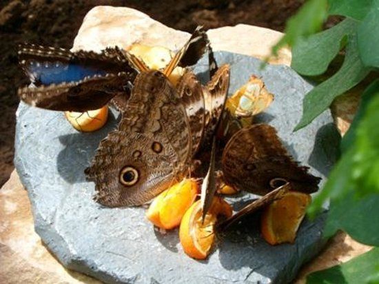Butterfly Garden