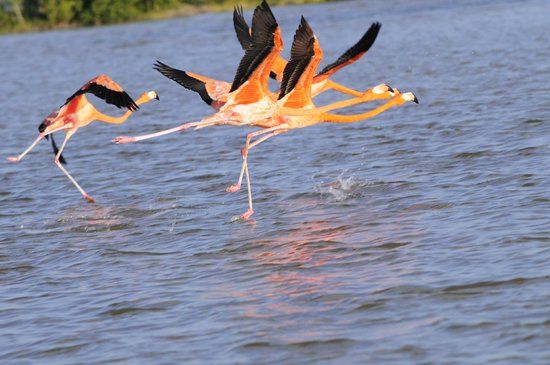 Parque Natural Ria Lagartos