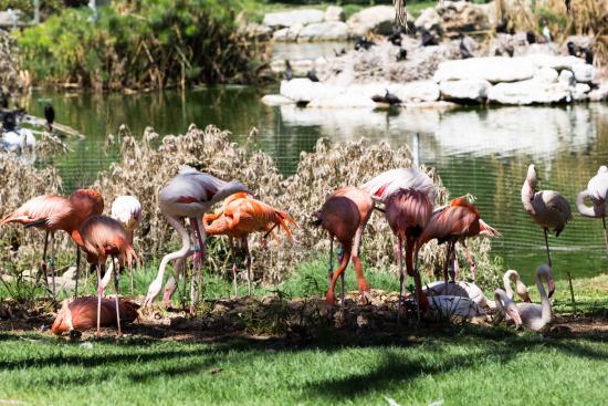 The Tisch Family Zoological Gardens
