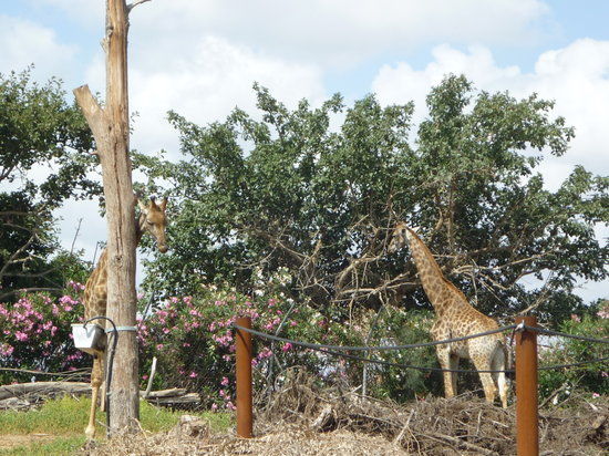 Safari Park