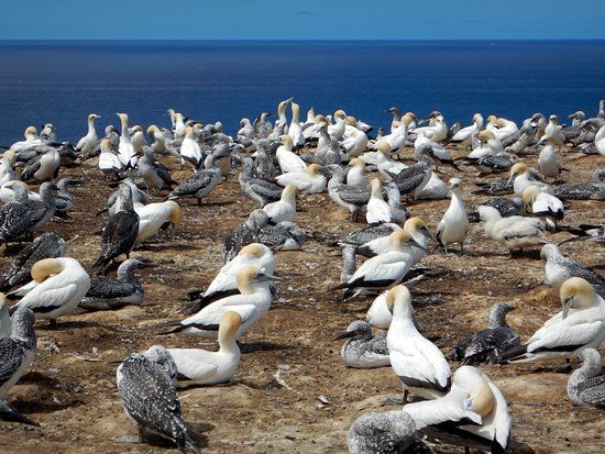 Gannet Colony