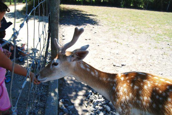 Hawkes Bay Farmyard Zoo