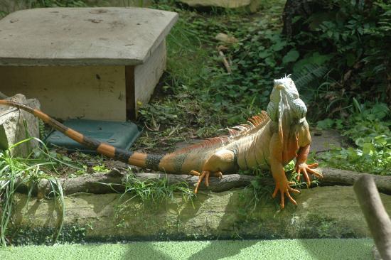 Ti Point Reptile Park