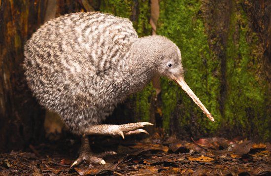 Otorohanga Kiwi House and Native Bird Park
