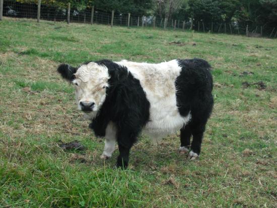 Waitomo Big Bird & Miniature Animal Petting Farm