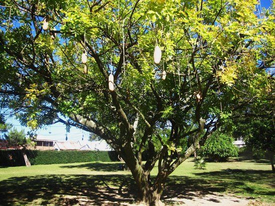 Botanischer Garten Dominica