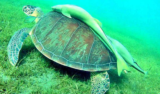 Jacques Cousteau's Underwater Reserve
